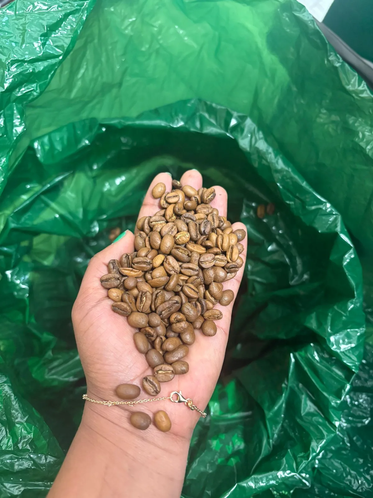 Grains de café vert éthiopien dans la main — sélection artisanale