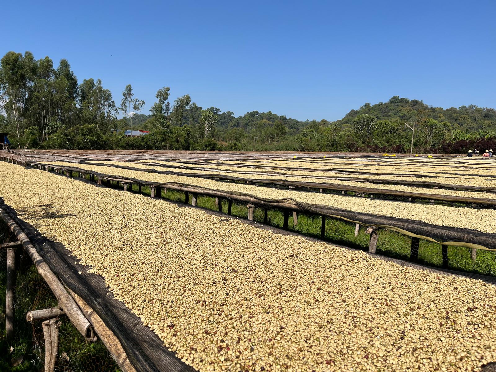 Lits de séchage du café dans les collines de Jimma