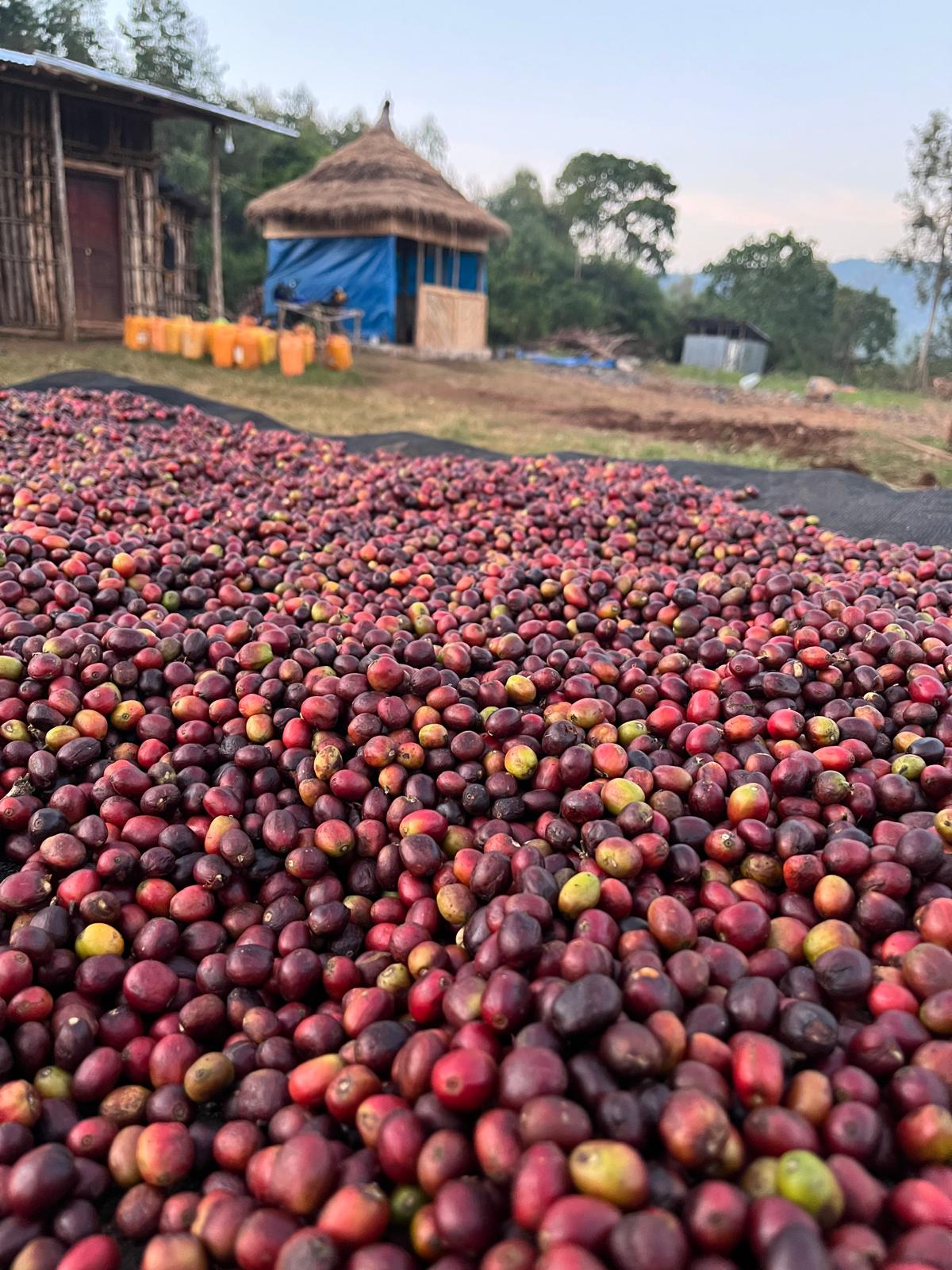 Cerises de café rouges séchant au soleil à Jimma